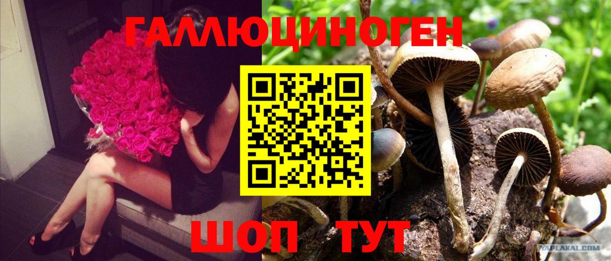 Галлюциногенные грибы Psilocybine cubensis  Вход с VPN  Верхняя Пышма 